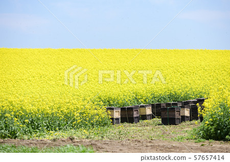 養蜂業（蜂窩和油菜） 57657414