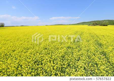 A field of rape blossoms and a blue sky (Appei, Hokkaido) 57657822