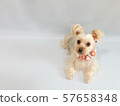 A small dog fashionable with floral decorations 2 57658348