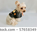 Small dog dressed up as Halloween 1 57658349