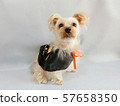 Halloween costumed small dog 2 57658350