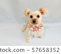 A small dog 3 with fashionable flowers 57658352