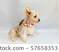 A small dog fashionable with flower decoration 4 57658353