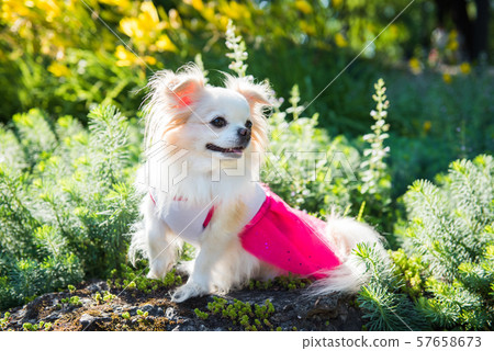 Small funny longhair Chihuahua dog enjoy walking Small funny longhair Chihuahua dog enjoy walking 57658673