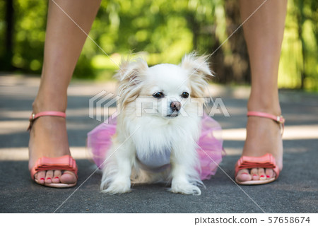 Longhair Chihuahua dog enjoy walking with owner. Longhair Chihuahua dog enjoy walking with owner. 57658674