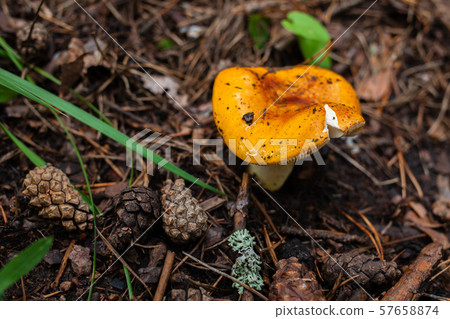little orange russula grows in the forest little orange russula grows in the forest 57658874