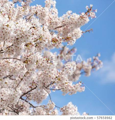 櫻桃樹 櫻桃樹 57658982