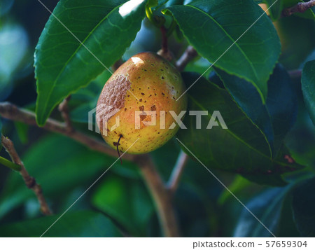 Camellia nuts 57659304