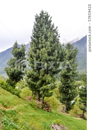 Deodar cedar (Cedrus deodara)  57659428
