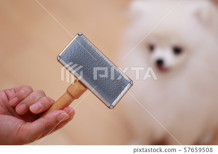Brushing (monkey period dog dog canine creature pedigree puppy child white white child pomeranian) 57659508