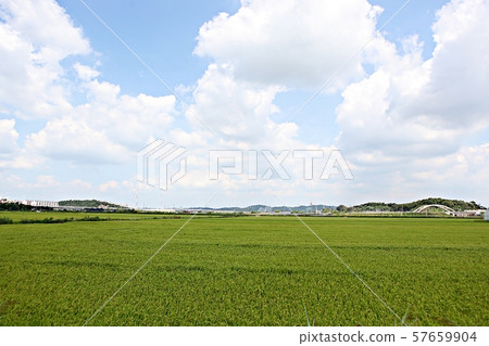 rice plant 57659904