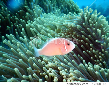 Hanabira Anemone fish Hanabira Anemone fish 57660163