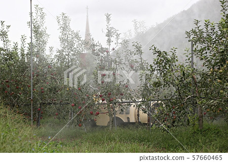 orchard 57660465