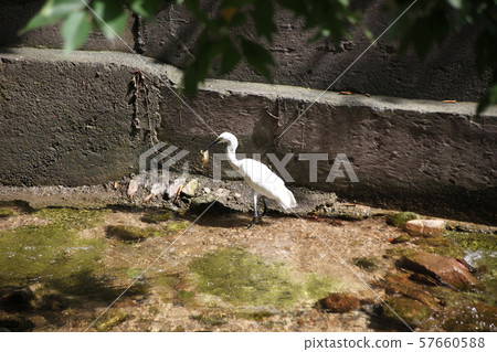 Seongbuk-gu, Jeongneung-dong, Alley 57660588