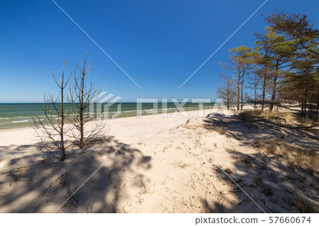 coast with the pine trees 57660674