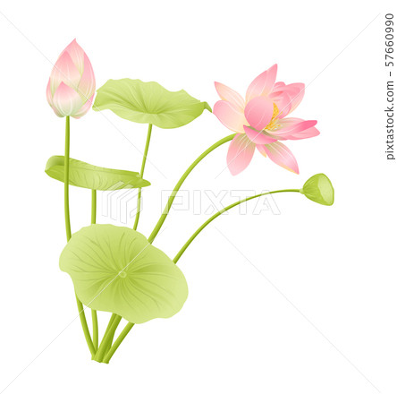 Lotus Flower Set Stock Illustration 57660990 Pixta