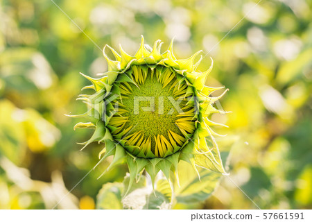green young head of sunflower on field green young head of sunflower on field 57661591