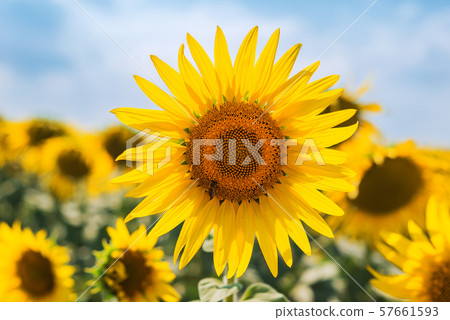 yellow flower of sunflower with bee on field 57661593