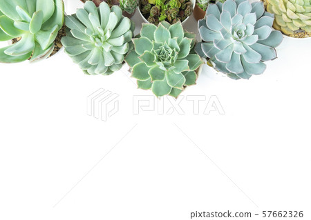 Mix of Echeveria and Sedum Succulent Flowering Plant Pots Houseplant Top View Arrangement Background Mix of Echeveria and Sedum Succulent Flowering Plant Pots Houseplant Top View Arrangement Background 57662326