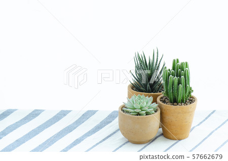 Various type of cactus and succulent house plant in clay pots white background 57662679