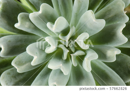 Detail of Echeveria Topsy Turvy Succulent Plant 57662826