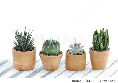 Various type of cactus and succulent house plant in clay pots white background 57662828