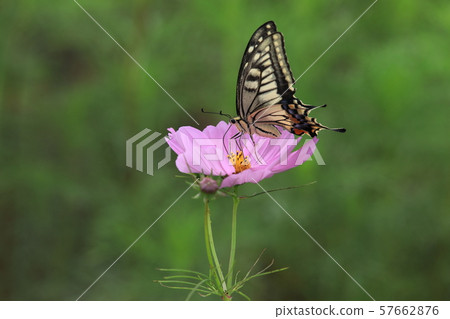 波斯菊和Swallowtail蝴蝶蝴蝶秋天花 57662876