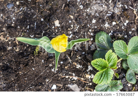 Top view on yellow tulip flower growing in the ground 57663087