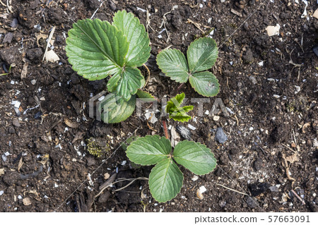 Bush of garden strawberries in open ground 57663091