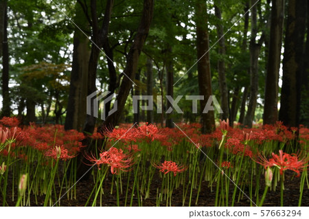 Cluster amaryllis 57663294