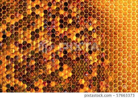 Background texture and pattern of a section of wax honeycomb from a bee hive filled with golden Background texture and pattern of a section of wax honeycomb from a bee hive filled with golden 57663373