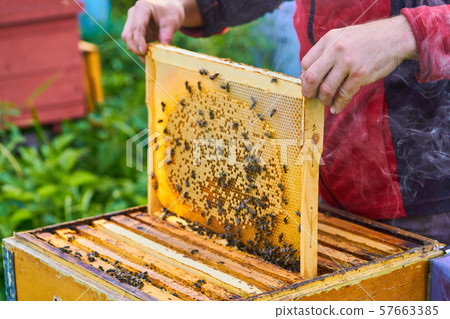 Close up view of the working bees on the honeycomb with sweet honey. Honey is beekeeping healthy Close up view of the working bees on the honeycomb with sweet honey. Honey is beekeeping healthy 57663385
