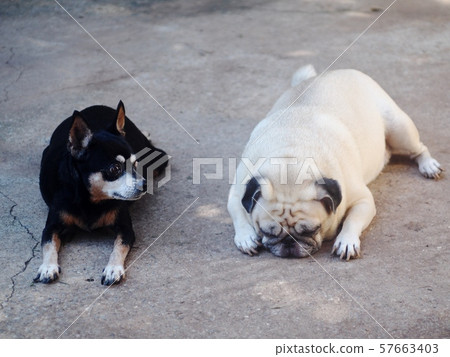 lovely black alert miniature pincher dog with a cute white fat pug dog friend laying on cold concrete floor outdoor lovely black alert miniature pincher dog with a cute white fat pug dog friend laying on cold concrete floor outdoor 57663403