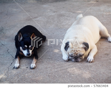 lovely black alert miniature pincher dog with a cute white fat pug dog friend laying on cold concrete floor outdoor lovely black alert miniature pincher dog with a cute white fat pug dog friend laying on cold concrete floor outdoor 57663404