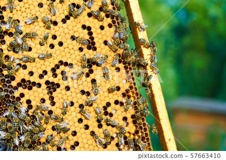 Close up view of the working bees on the honeycomb with sweet honey. Honey is beekeeping healthy 57663410