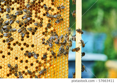 Close up view of the working bees on the honeycomb with sweet honey. Honey is beekeeping healthy 57663411