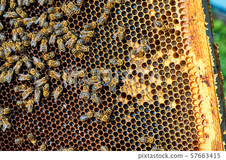 Close up view of the working bees on the honeycomb with sweet honey. Honey is beekeeping healthy Close up view of the working bees on the honeycomb with sweet honey. Honey is beekeeping healthy 57663415