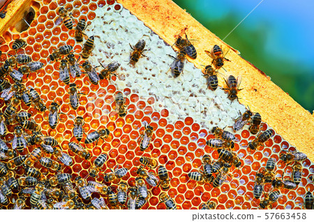 Close up view of the working bees on the honeycomb with sweet honey. Honey is beekeeping healthy Close up view of the working bees on the honeycomb with sweet honey. Honey is beekeeping healthy 57663458