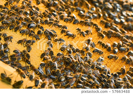 Close up view of the working bees on the honeycomb with sweet honey. Honey is beekeeping healthy 57663488