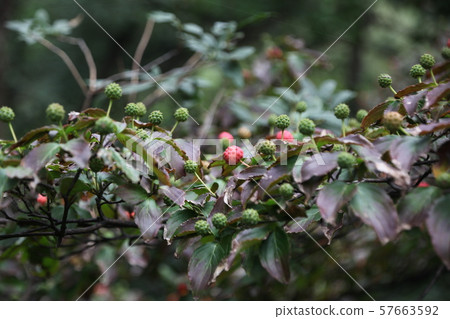 National Park, Bukhansan, Bukhansanseong 57663592