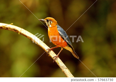 Orange headed ground thrush, male, Ganeshgudi Orange headed ground thrush, male, Ganeshgudi 57663730