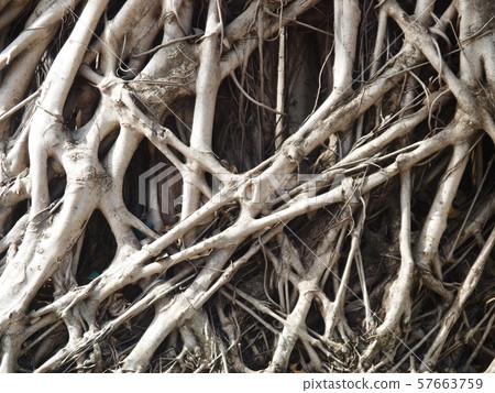 roots of an old large tree in rain forest jungle crop closeup for backdrop background use roots of an old large tree in rain forest jungle crop closeup for backdrop background use 57663759