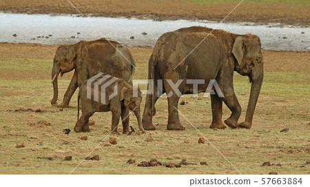 Elephant with calf, Nagarhole National Park India Elephant with calf, Nagarhole National Park India 57663884