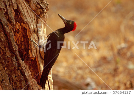 White bellied woodpecker, Dryocopus javensis, Nagarhole National park, Karnataka, India 57664127