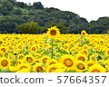Sunflower field 57664357