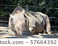 Rhinoceros and little bird 57664392