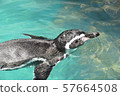 Swimming penguin 57664508