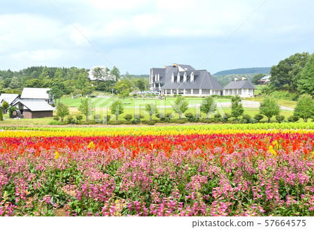 Lavender field 57664575