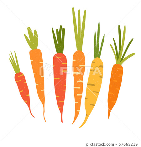 Carrot in flat style and isolated on white background. Carrot in flat style and isolated on white background. 57665219