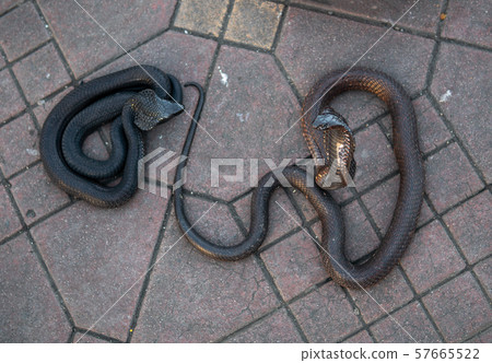Cobra snakes in the Jamaa el Fna square, the main market place in Marrakesh, Morocco Cobra snakes in the Jamaa el Fna square, the main market place in Marrakesh, Morocco 57665522